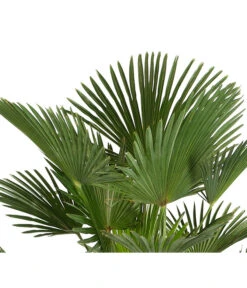 Neue Produkte -Gartenbedarf Angebote 8609349 PR DE 001 WagnersHanfpalmeKleineHanfpalmeTrachyWagnerianus25