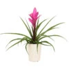 Tillandsie - Tillandsia Cyanea 'Antonio', In Keramik 1 Tillandsie - Tillandsia Cyanea 'Antonio', In Keramik -Gartenbedarf Angebote 8628000 WE FS 005 TillandsieInKeramikWeiss
