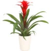 Guzmanie - Guzmania Calypso, In Keramik -Gartenbedarf Angebote 8628018 WE FS 001 GuzmaniaCalypsoInKeramikT13