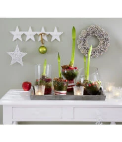 Amaryllis - Hippeastrum-Hybride -Gartenbedarf Angebote 8646994 8700809 WE MO 001 Amaryllis 009