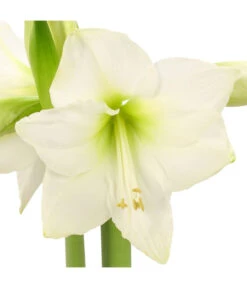Amaryllis - Hippeastrum-Hybride -Gartenbedarf Angebote 8646994 WE DE 001 AmaryllisRittersternHippeastrum1TrWeissHerzig
