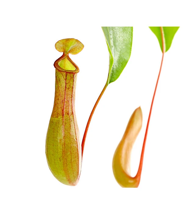 Kannenpflanze - Nepenthes Alata, Ampel 4 Kannenpflanze - Nepenthes Alata, Ampel – Bild 2