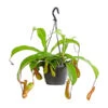 Kannenpflanze - Nepenthes Alata, Ampel -Gartenbedarf Angebote 8686560 PR FS 001 KannenstrauchNepenthesAlataT15DehnerExpressHerzig