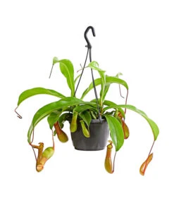 Kannenpflanze - Nepenthes Alata, Ampel