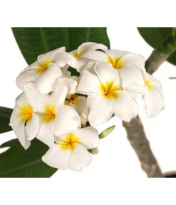 Neue Produkte -Gartenbedarf Angebote 8691180 WE DE 001 PlumeriaT18MixOstroFrangipani