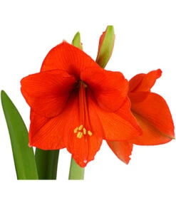 Amaryllis - Hippeastrum-Hybride -Gartenbedarf Angebote 8700809 PR DE 001 AmaryllisHippeastrum2TrieberT13DehnerExpressHerzig