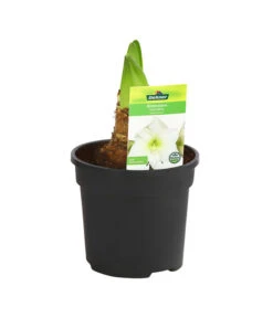 Amaryllis - Hippeastrum-Hybride -Gartenbedarf Angebote 8700809 PR FS 004 HippeastrumArcticWithe2TrDehnerExpressHerzig