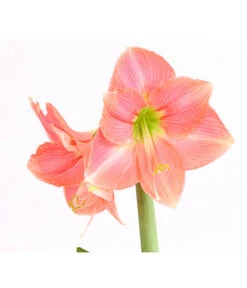 Amaryllis - Hippeastrum-Hybride -Gartenbedarf Angebote 8700809 WE DE 001 AmaryllisHippeastrumMultifloraRittersternT17DehnerExpressHerzigOW