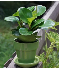 Peperomie - Peperomia Obtusifolia -Gartenbedarf Angebote 8705659 PeperomiaObtusifoliaPixbay