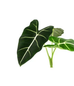 Pfeilblatt - Alocasia Micholitziana 'Frydek' 9 Pfeilblatt - Alocasia Micholitziana 'Frydek' -Gartenbedarf Angebote 8715575 WE DE 001 AlocasiaFrydeckT14