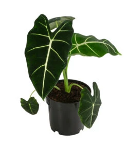 Pfeilblatt - Alocasia Micholitziana 'Frydek'