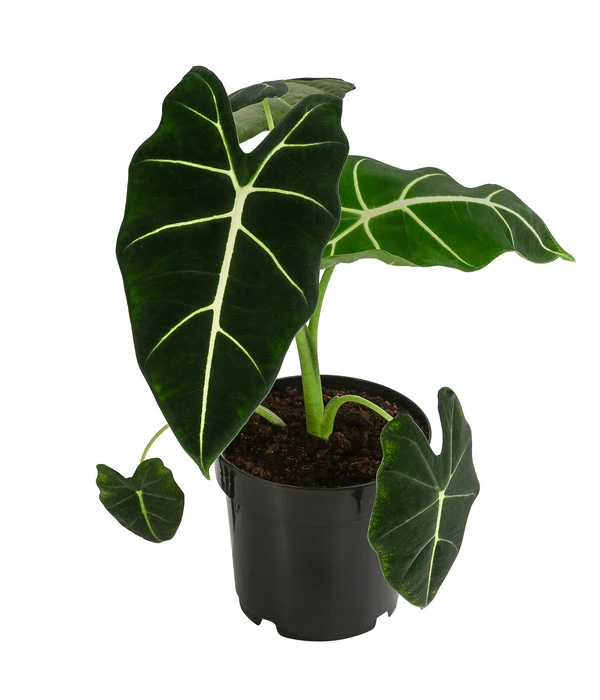Pfeilblatt - Alocasia Micholitziana 'Frydek' 3 Pfeilblatt - Alocasia Micholitziana 'Frydek'