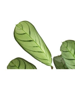 Korbmarante - Ctenanthe Burle-marxii -Gartenbedarf Angebote 8720930 PR DE 001 CtenantheAmagrisT12 DehnerExpressHerzig