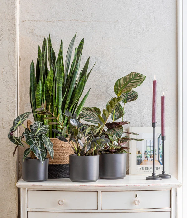 Korbmarante - Calathea Ornata 5 Korbmarante - Calathea Ornata – Bild 3