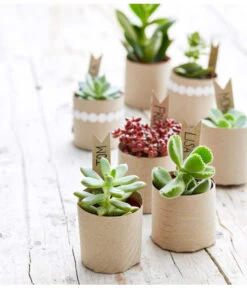 Neue Produkte -Gartenbedarf Angebote 8722514 PR MO 002 Sukkulenten