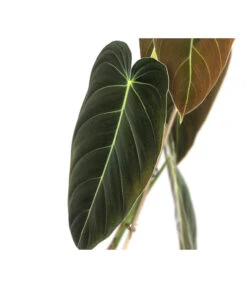 Schwarzgoldener Baumfreund - Philodendron Melanochrysum 7 Schwarzgoldener Baumfreund - Philodendron Melanochrysum -Gartenbedarf Angebote 8723538 WE DE 001 PhilodendronMelanochrysumT12
