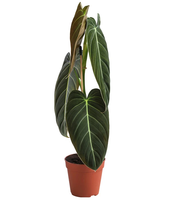 Schwarzgoldener Baumfreund - Philodendron Melanochrysum 3 Schwarzgoldener Baumfreund - Philodendron Melanochrysum