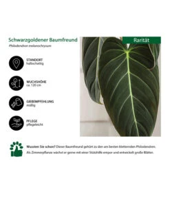 Schwarzgoldener Baumfreund - Philodendron Melanochrysum 6 Schwarzgoldener Baumfreund - Philodendron Melanochrysum -Gartenbedarf Angebote 8723538 WE IG 001 SchwarzgoldenerBaumfreundPhilodendronmelanochrysum