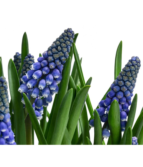 Traubenhyazinthe Im Pottburri®-Topf 4 Traubenhyazinthe Im Pottburri®-Topf – Bild 2