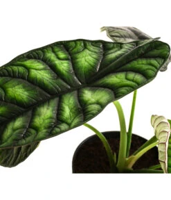 Pfeilblatt - Alocasia Baginda 'Dragon Scale' -Gartenbedarf Angebote 8742314 WE DE 002 AlocasiaDragonScaleT14