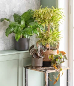 Dehner Seegras-Korb Rob, Rund, Braun/schwarz 10 Dehner Seegras-Korb Rob, Rund, Braun/schwarz -Gartenbedarf Angebote 875841 WE MO 001 DracaenaSongofIndiaT24AutumnLeaf