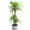 Drachenbaum - Dracaena 'Lemon Lime', In Keramik -Gartenbedarf Angebote 8765422 PR FS 001 DracaenaFragansLemonLimeT21InKeramikLina