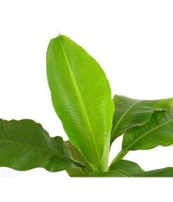 Japanische Faserbanane - Musa Basjoo 7 Japanische Faserbanane - Musa Basjoo -Gartenbedarf Angebote 8777211 PR DE 001 MusaBasjooT20DehnerExpressHerzig