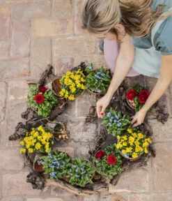 Vergissmeinnicht -Gartenbedarf Angebote 8808545 8808099 8244501 WE MO 001 ViolaCornutaHornveilchenT14Content2022