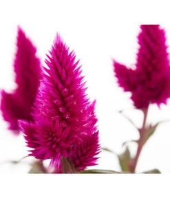 Federbusch 'Venezuela' -Gartenbedarf Angebote 8810657 PR DE 1 CelosiaArgenteaVenezuelaDehnerExpressZS