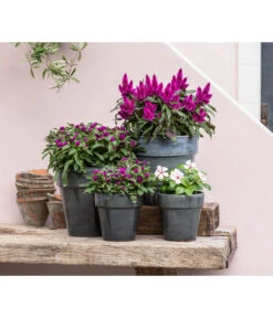 Federbusch 'Venezuela' -Gartenbedarf Angebote 8810657 WE MO 001 Celosia