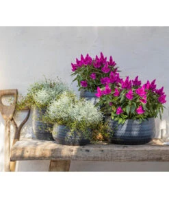 Federbusch 'Venezuela' -Gartenbedarf Angebote 8810657 WE MO 002 Celosia