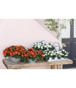 Blechgießkanne Für Den Garten -Gartenbedarf Angebote 8814634 WE MO 001 ImpatiensT12