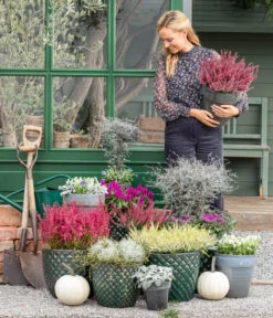 Federbusch 'Venezuela' -Gartenbedarf Angebote 8815763 WE MO 001 MuecaGitterkrautMuehlenbeckia