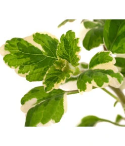 Weihrauch -Gartenbedarf Angebote 8817157 WE DE 002 WeihrauchT11