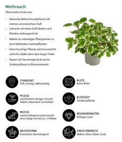 Weihrauch -Gartenbedarf Angebote 8817157 WE IG 001 Weihrauch