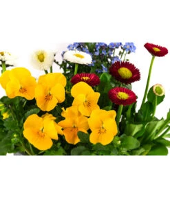 Frühlings-Quattro 7 Frühlings-Quattro -Gartenbedarf Angebote 8823908 WE DE 001 FruehjahrQuattrosT13