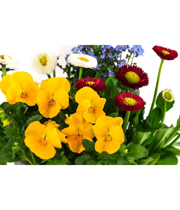 Frühlings-Quattro 5 Frühlings-Quattro – Bild 3