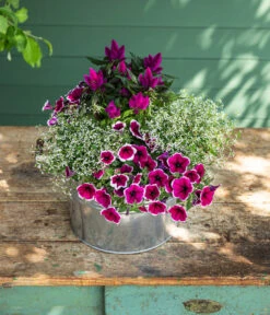 Federbusch 'Venezuela' -Gartenbedarf Angebote 8824021 8810657 WE MO 002 PetuniePicoteeMinihaengepetuniet12 Onlineshop 2022 KW29 02