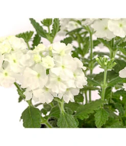 Eisenkraut, Verschiedene Farben 25 Eisenkraut, Verschiedene Farben -Gartenbedarf Angebote 8826828 PR DE 001 VerbenaEisenkrautMixT13DehnerExpressHerzig