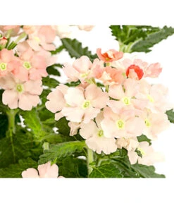 Eisenkraut, Verschiedene Farben 24 Eisenkraut, Verschiedene Farben -Gartenbedarf Angebote 8826828 PR DE 002 VerbenaEisenkrautMixT13DehnerExpressHerzig