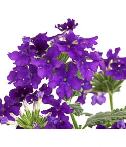 Eisenkraut, Verschiedene Farben 23 Eisenkraut, Verschiedene Farben -Gartenbedarf Angebote 8826828 PR DE 003 VerbenaEisenkrautMixT13DehnerExpressHerzig