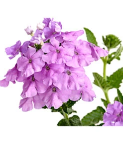 Eisenkraut, Verschiedene Farben 22 Eisenkraut, Verschiedene Farben -Gartenbedarf Angebote 8826828 PR DE 004 VerbenaEisenkrautMixT13DehnerExpressHerzig