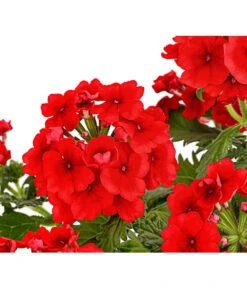 Eisenkraut, Verschiedene Farben 21 Eisenkraut, Verschiedene Farben -Gartenbedarf Angebote 8826828 PR DE 005 VerbenaEisenkrautMixT13DehnerExpressHerzig