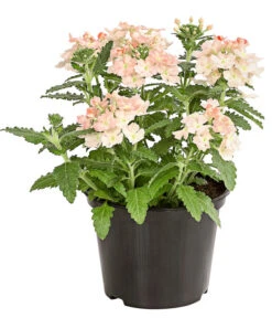 Eisenkraut, Verschiedene Farben 18 Eisenkraut, Verschiedene Farben -Gartenbedarf Angebote 8826828 PR FS 002 VerbenaEisenkrautMixT13DehnerExpressHerzig