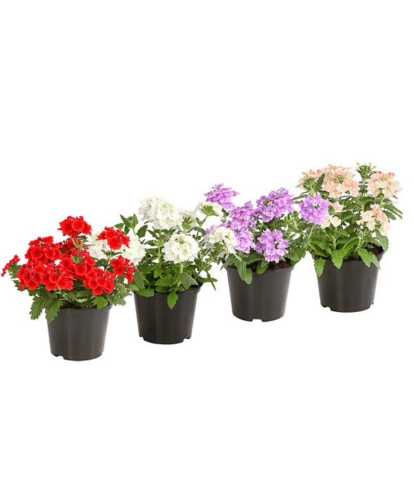 Eisenkraut, Verschiedene Farben 3 Eisenkraut, Verschiedene Farben