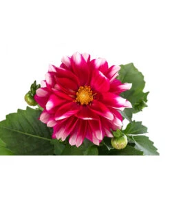 Zwergdahlie, Besonderheit -Gartenbedarf Angebote 8829939 WE DE 001 ZwergdahlieBesonderheitT12