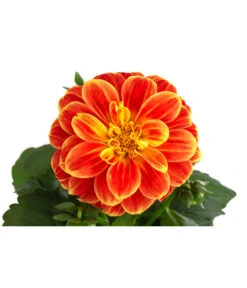 Zwergdahlie, Besonderheit -Gartenbedarf Angebote 8829939 WE DE 002 ZwergdahlieBesonderheitT12