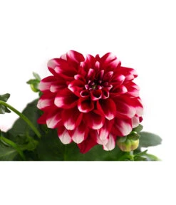 Zwergdahlie, Besonderheit -Gartenbedarf Angebote 8829939 WE DE 003 ZwergdahlieBesonderheitT12