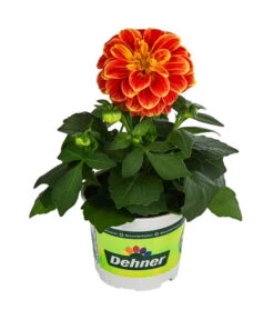 Zwergdahlie, Besonderheit -Gartenbedarf Angebote 8829939 WE FS 002 ZwergdahlieBesonderheitT12
