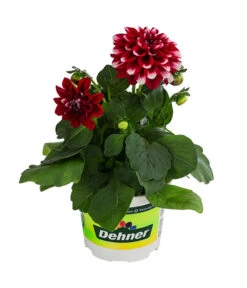 Zwergdahlie, Besonderheit -Gartenbedarf Angebote 8829939 WE FS 003 ZwergdahlieBesonderheitT12